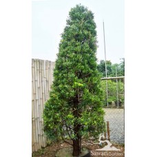 Lohansung (Podocarpus sp)